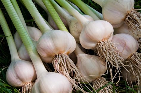Learn everything you need to know to grow garlic. Prep, plant, and harvest this culinary staple, that is rarely propagated from seeds.